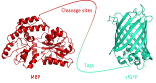 Structure model 3D graphic of Cleavage and tag control protein
