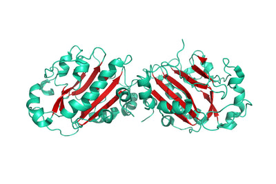 Structure model 3D graphic for PowerNuclease His-Tag