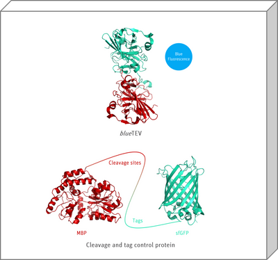 blueTEV Cleavage Protein Kit structural models 3D graphics