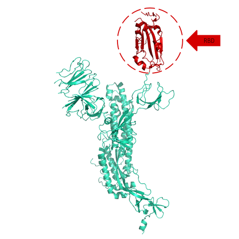 Structural model of Spike S1 Protein (RBD), GFP/His-Tag