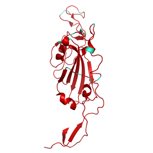 Structural model of SARS-CoV-2 S1 (RBD) Omicron B.1.1.529, GFP/His-Tag