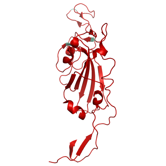 Structural Model of SARS-CoV-2 S1 (RBD) Delta plus B.1.617.2 (India), Fc/His-Tag