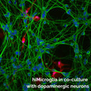 Microscopic fluorescence image of hiMicroglia in co-culture with dopaminergic neurons, showing bright green axons, blue nuclei, and red cell bodies of hiMicroglia on a black background, with white text overlay at the bottom.
