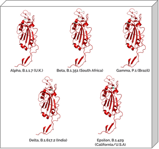 Sars-Cov-2 Mutant Bundle 3D Graphics structure models