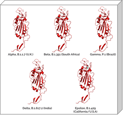 Sars-Cov-2 Mutant Bundle 3D Graphics structure models