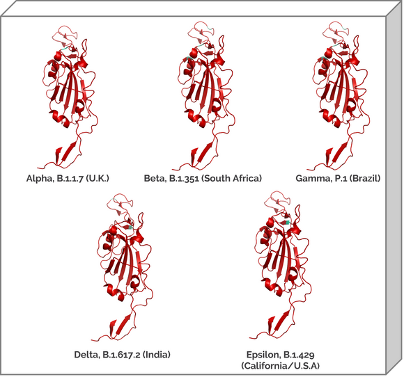 Sars-Cov-2 Mutant Bundle 3D Graphics structure models
