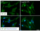 All stainings for our hiMicroglia
