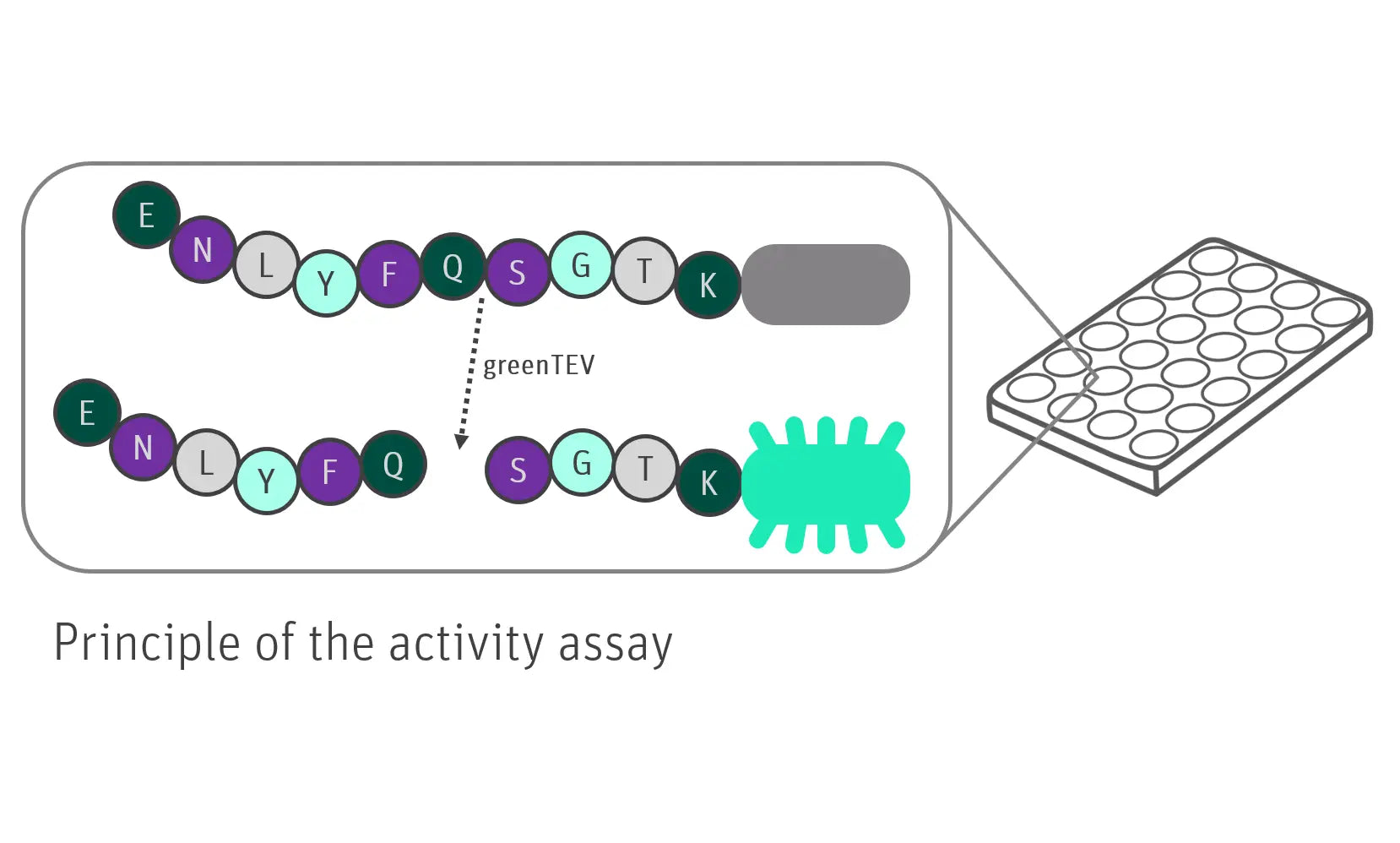 Graphic of greenTEV Fluorescence