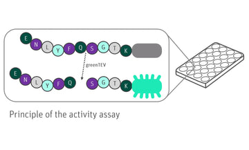 Graphic of greenTEV Fluorescence