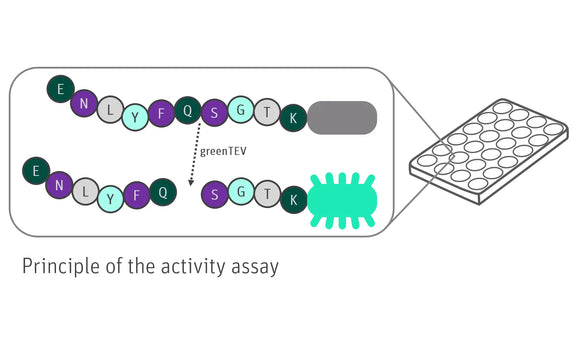 Graphic of greenTEV Fluorescence