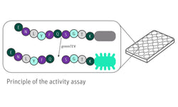 Graphic of greenTEV Fluorescence