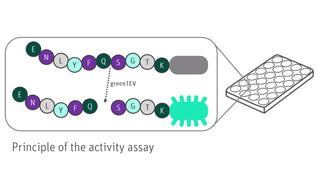 Structur model 3D graphic of greenTEV and blueTEV