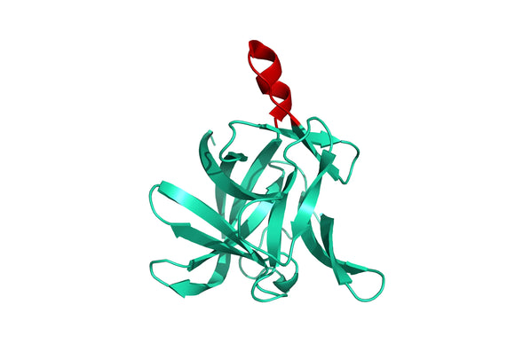 Structure model 3D graphic human IL-1 beta tag-free