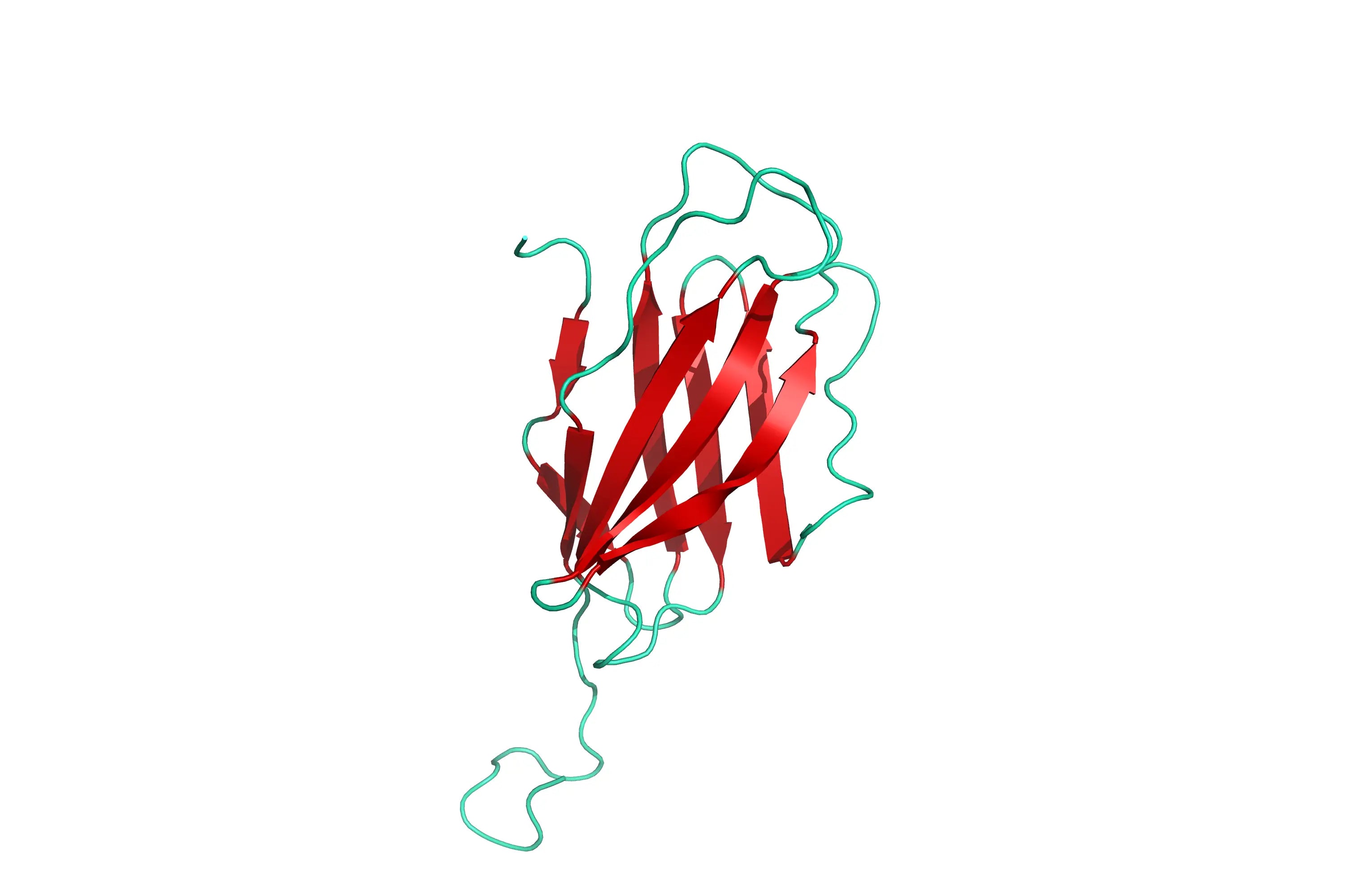 Structure Model of human CTLA-4 GFP/His-Tag