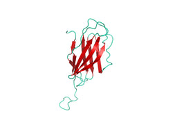 Structure Model of human CTLA-4 GFP/His-Tag