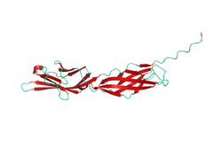 human B7-2CD86 structural model 3D graphic