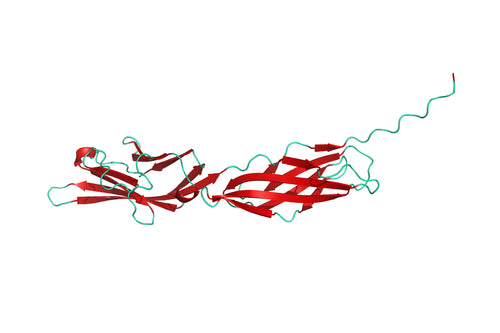 Structure model 3D graphic of human B7-2CD86