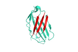 Structure Model of human CD28