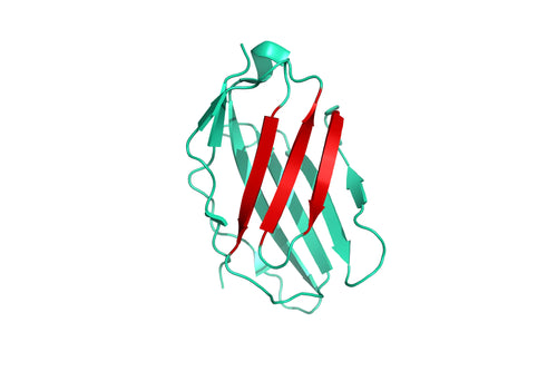 Structure Model of human CD28