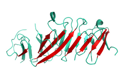human CD19 GFPHis-Tag structural model 3D graphic