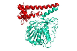 Structure model 3D graphic of Legumain