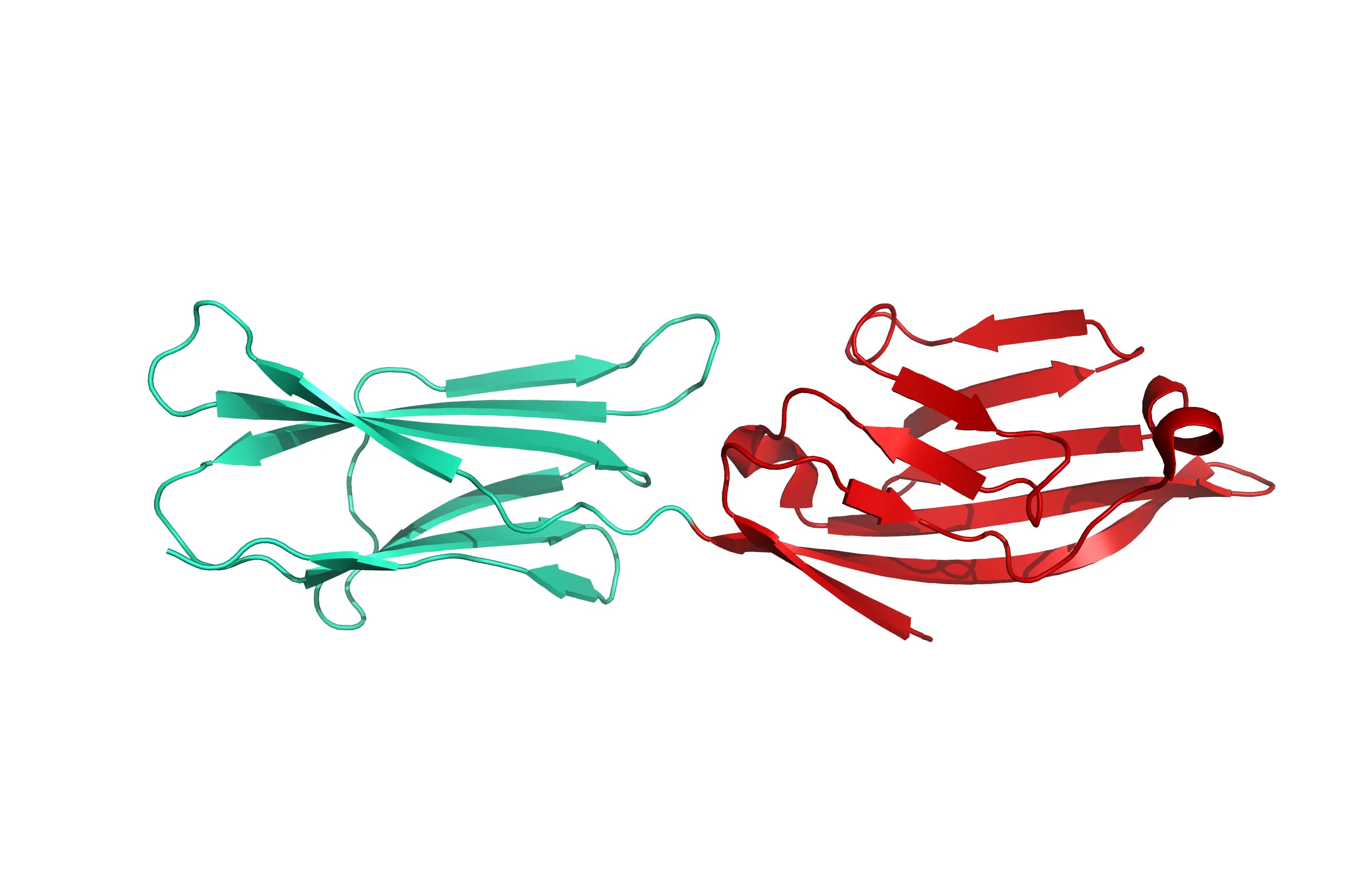 Structure model 3D graphic of human B7-1/CD80, MBP/His-Tag