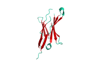 Structure model 3D graphic of human PD-1, His-Tag