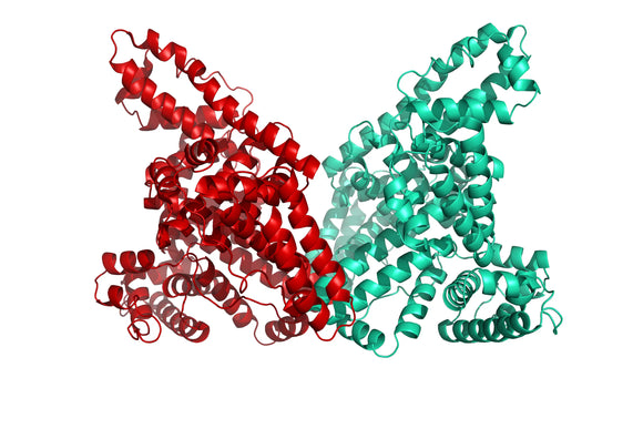 Structure model 3D graphic of human Serum Albumin (HSA) His-Tag 
