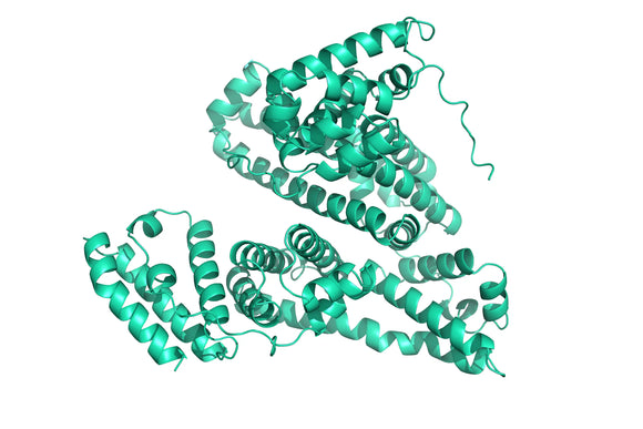 Mouse Serum Albumin structural model 3D graphic