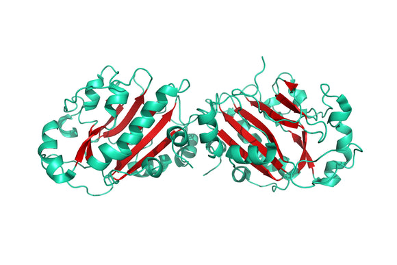 Structure model 3D graphic for PowerNuclease His-Tag