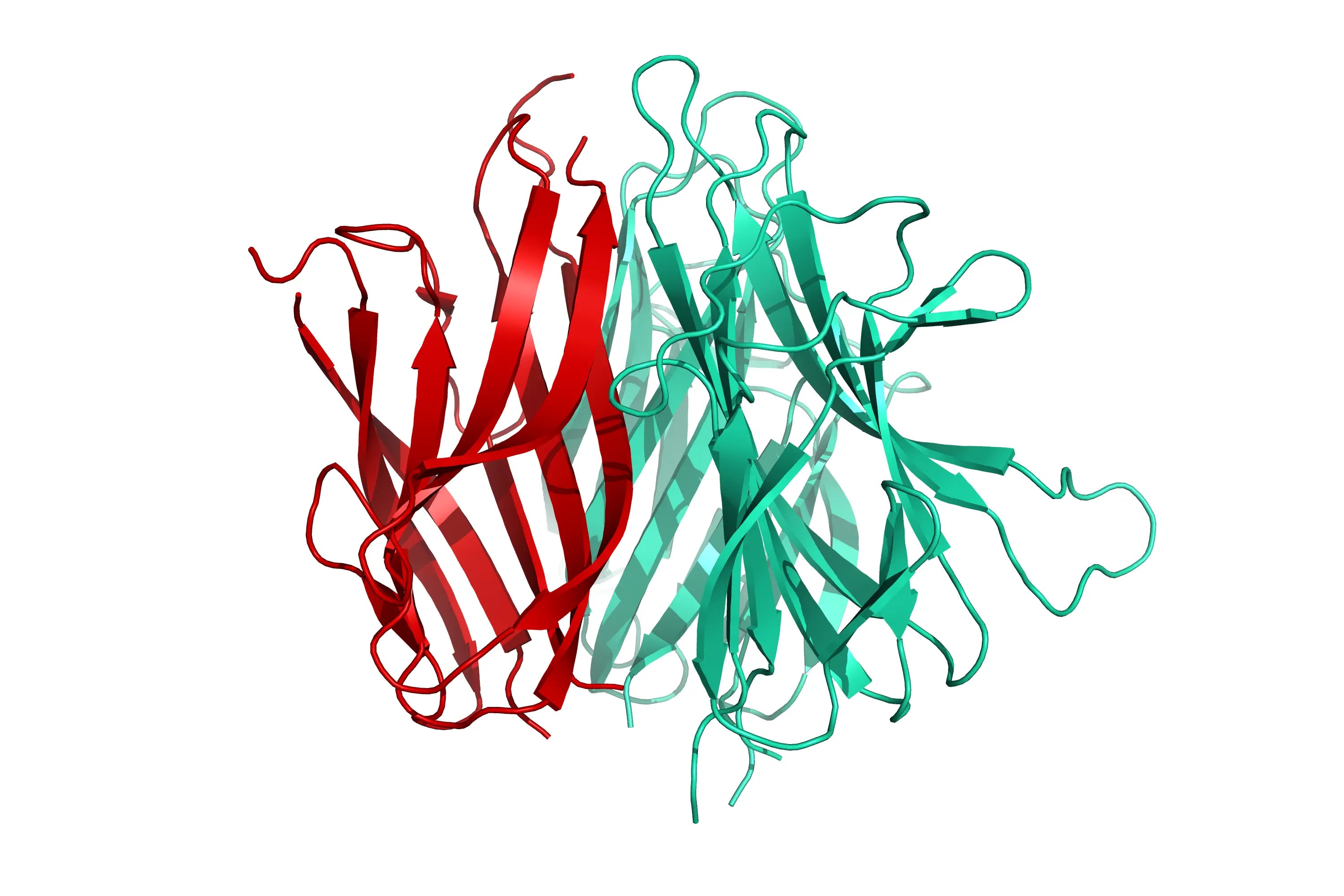 Structure model 3D graphic for human BAFF MBP His-Tag