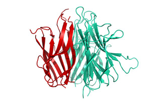 Structure model 3D graphic for human BAFF MBP His-Tag