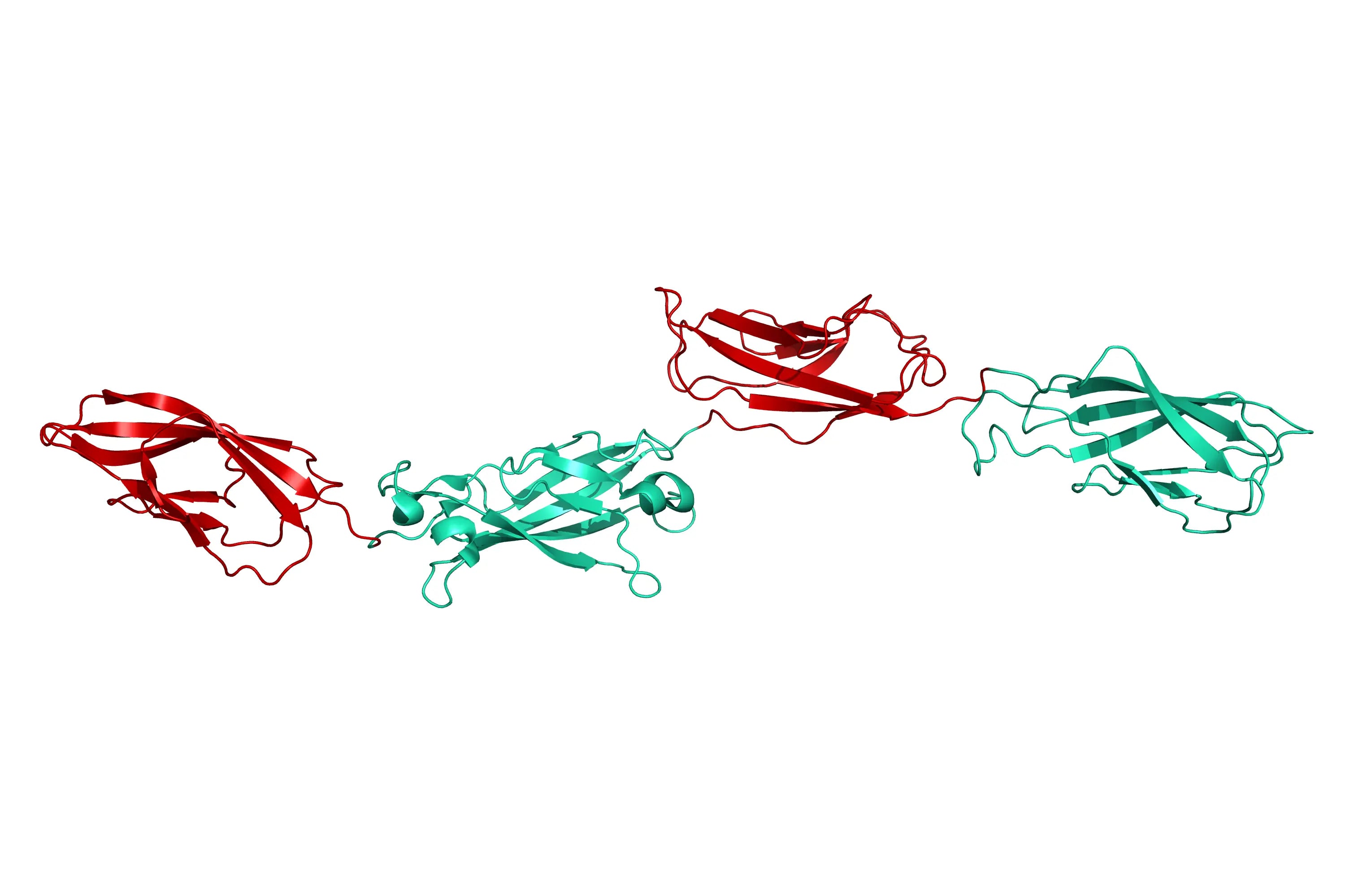 Structure model 3D graphic for human Cadherin-17