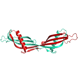 Structure model 3D graphic of Cystatin C