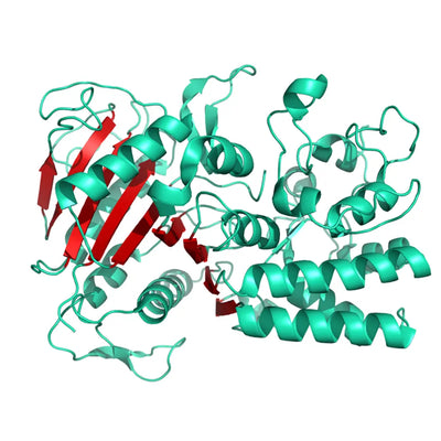 Structure model 3D graphic of Arg C