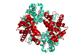 Structure Model of Hemoglobin HbA0 (α2β2), HbA2 (α2δ2), HbF (α2δ2)