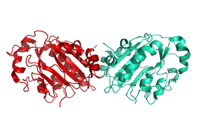 Structure model 3D graphic of Histogram of PowerNuclease, no tag