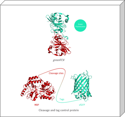 greenTEV Cleavage Kit