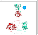 blueTEV Cleavage Protein Kit structural models 3D graphics