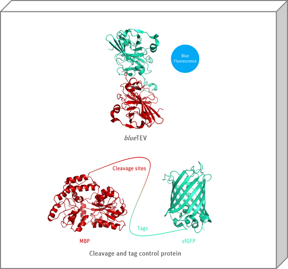 blueTEV Cleavage Protein Kit structural models 3D graphics