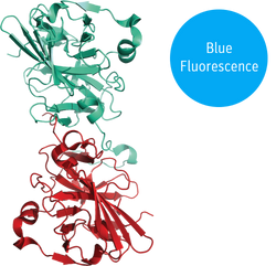 blueTEV structural model 3D graphic button bfp blue fluorescence