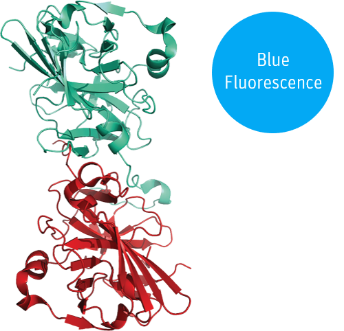 blueTEV protease structural model 3D graphic