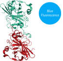 blueTEV protease structural model 3D graphic