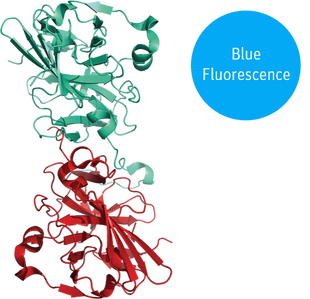 blueTEV protease structural model 3D graphic