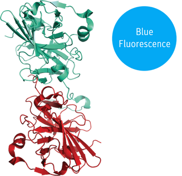 blueTEV protease structural model 3D graphic