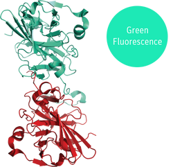 greenTEV structural model green fluorescence