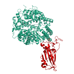 Structural model of Biotinylated hACE2 Protein (ECD), Avi/His-Tag trenzyme