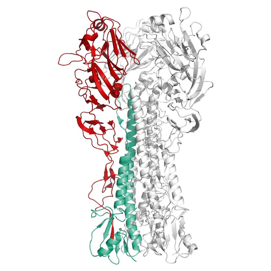 Structural model of Influenza A – G4 EA H1N1 Haemagglutinin Protein – HA1 Subunit