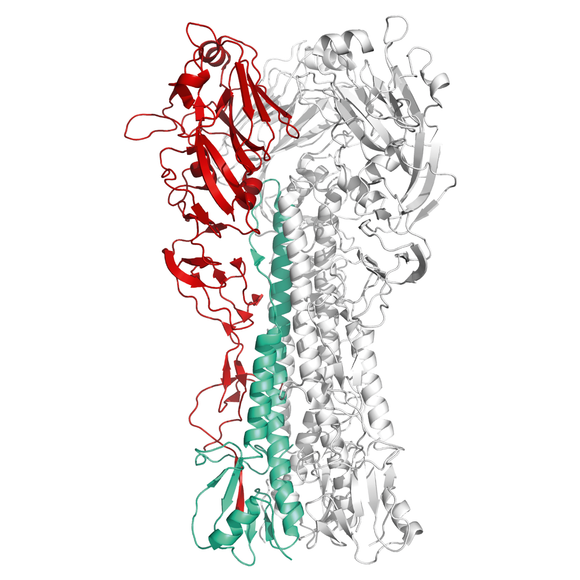 Structural model of Influenza A – G4 EA H1N1 Haemagglutinin Protein – HA1 Subunit