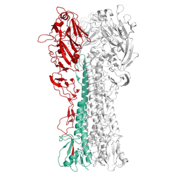 Structural model of Influenza A – G4 EA H1N1 Haemagglutinin Protein – HA1 Subunit